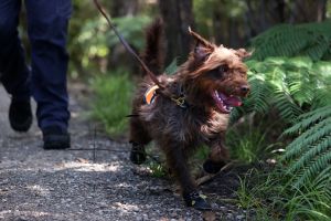 Jeringas sueltas y otras drogas desechadas lastiman a mascotas que pasean en Tompkins Square Park, en NYC