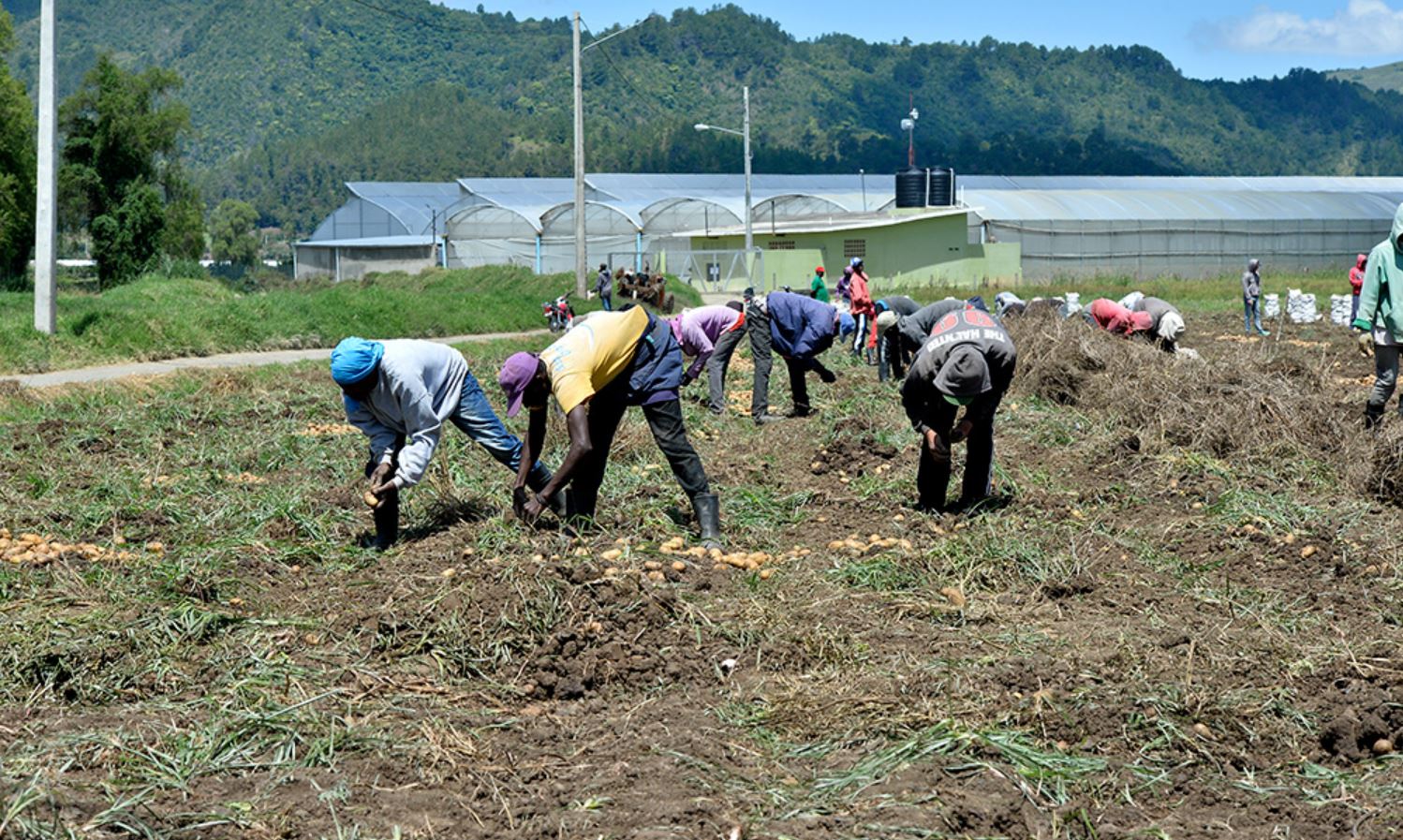 ¡Escándalo en Puerto Plata! Alcalde de Villa Isabela da luz verde para que 250 haitianos trabajen en finca local