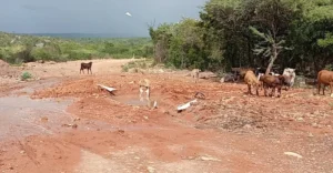 Colapsa la tubería de un acueducto recién inaugurado por Abinader en Pedernales