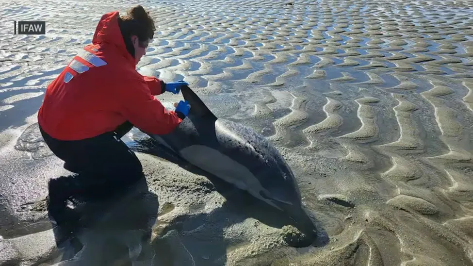 Varios delfines fueron rescatados tras quedar varados en Cape Cod el fin de semana